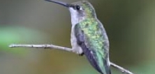 Kolibrier