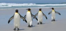 Pingviner