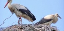 Storkefugle